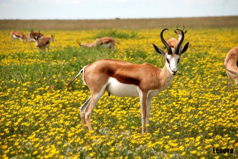 antelope-002.jpg