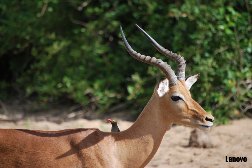 antelope-003.jpg
