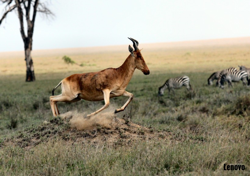 antelope-004.jpg