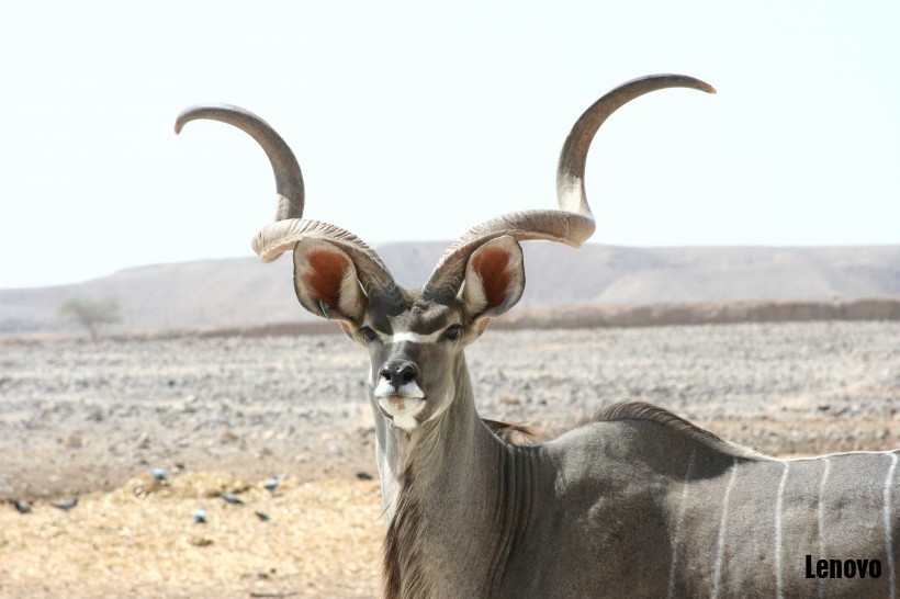antelope-010.jpg