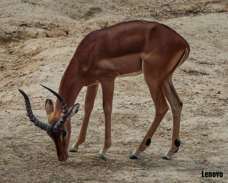 antelope-009.jpg
