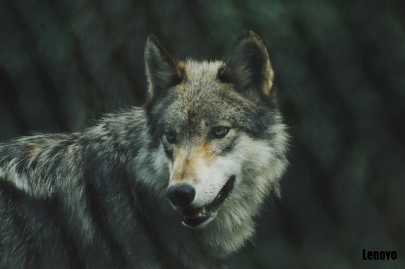wolf-006.jpg