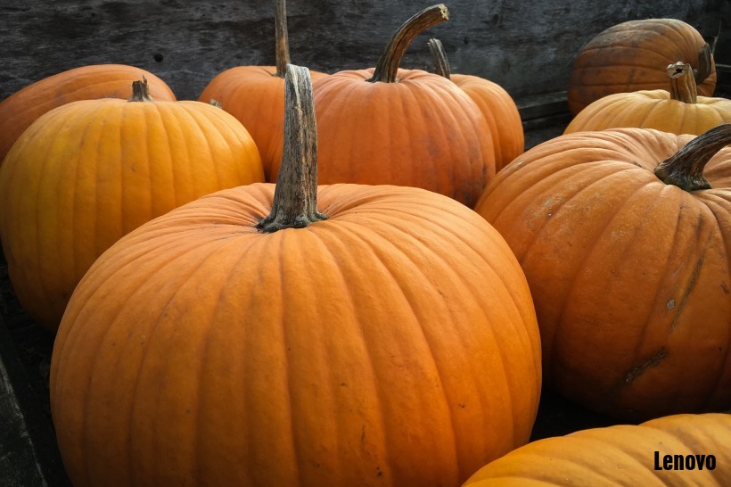 pumpkin-002.jpg