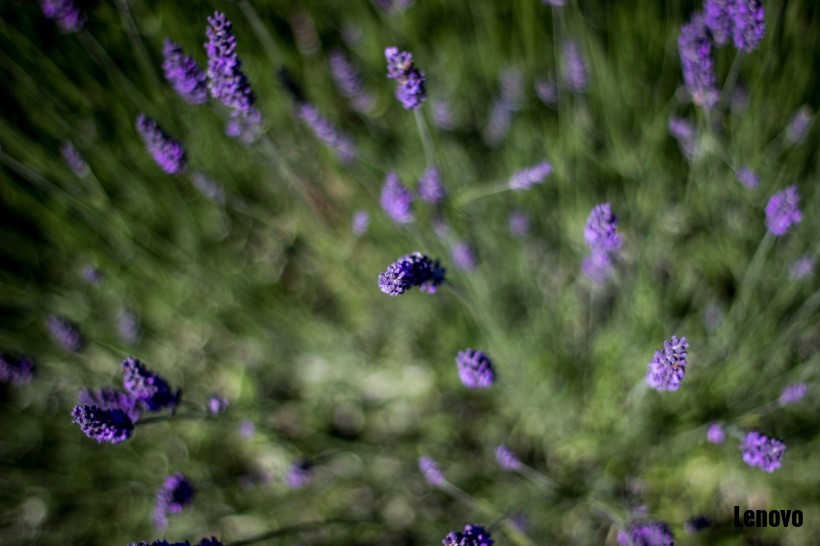 lavender-002.jpg