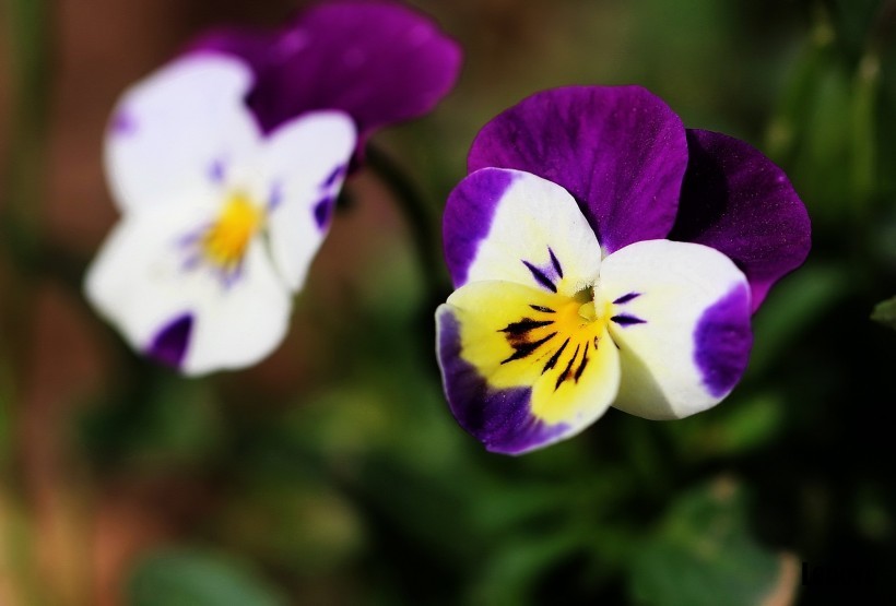 pansy-003.jpg