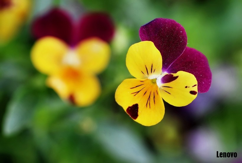 pansy-001.jpg