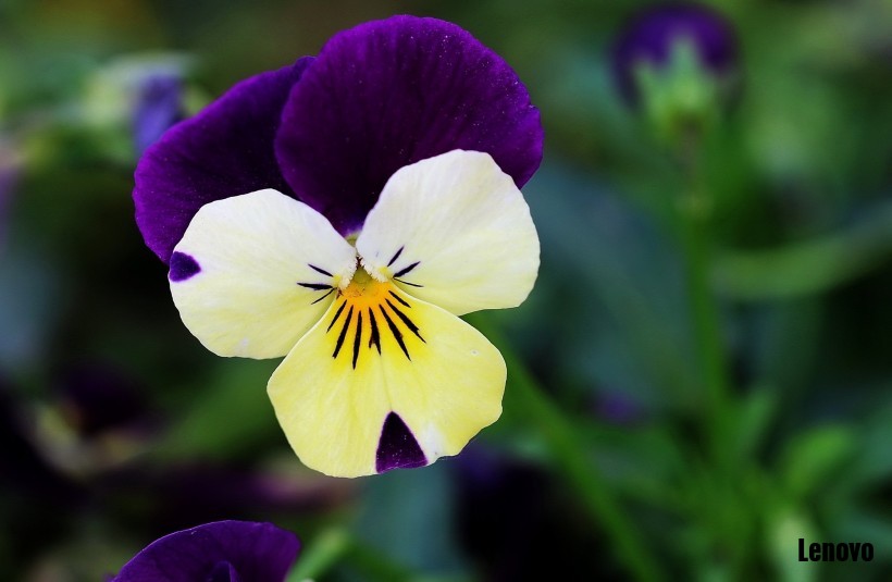 pansy-002.jpg