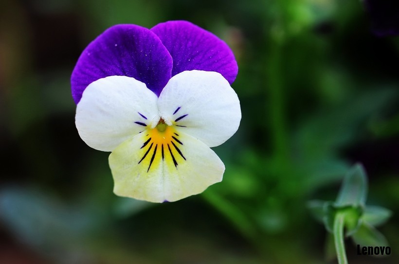 pansy-004.jpg