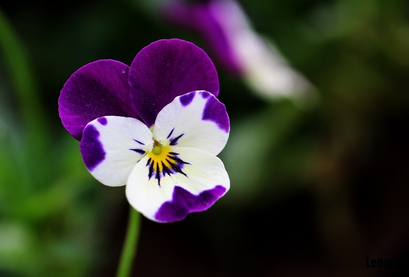 pansy-005.jpg