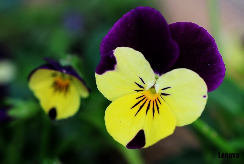 pansy-007.jpg