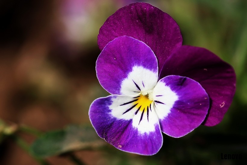 pansy-009.jpg