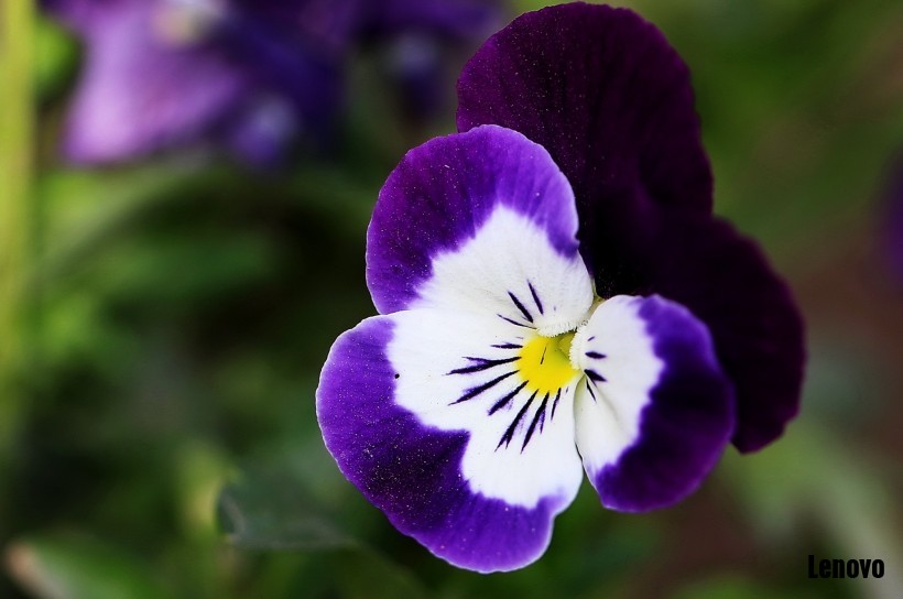 pansy-008.jpg