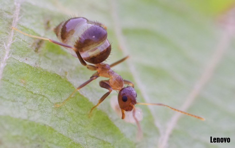 abdominal_termite-001.jpg