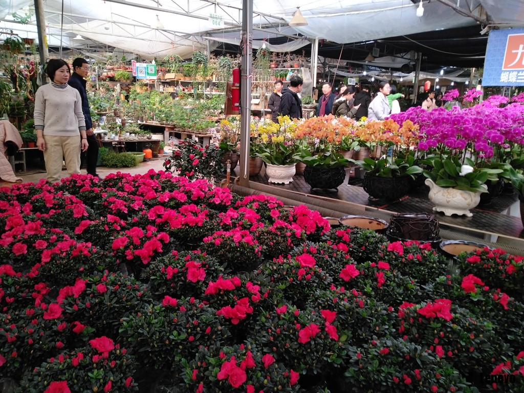 临沂市花卉市场图片