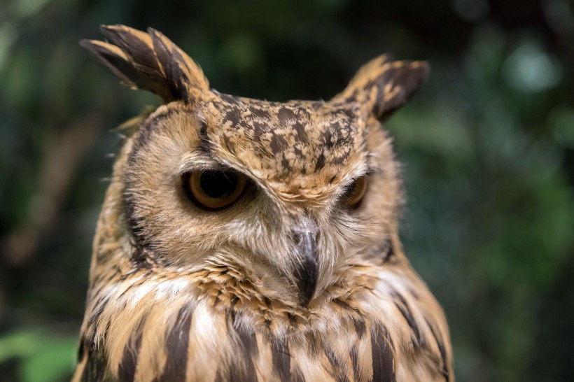 owl-008.jpg