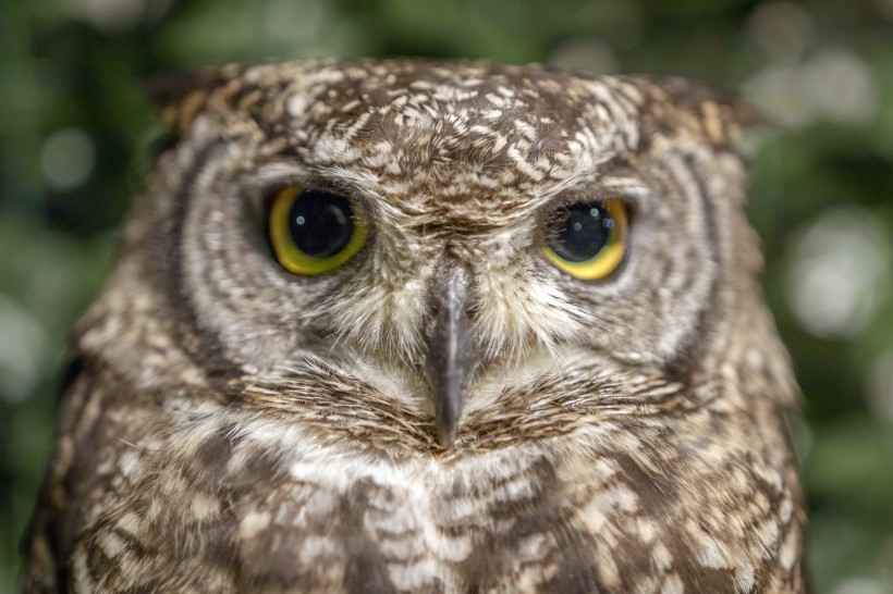 owl-010.jpg